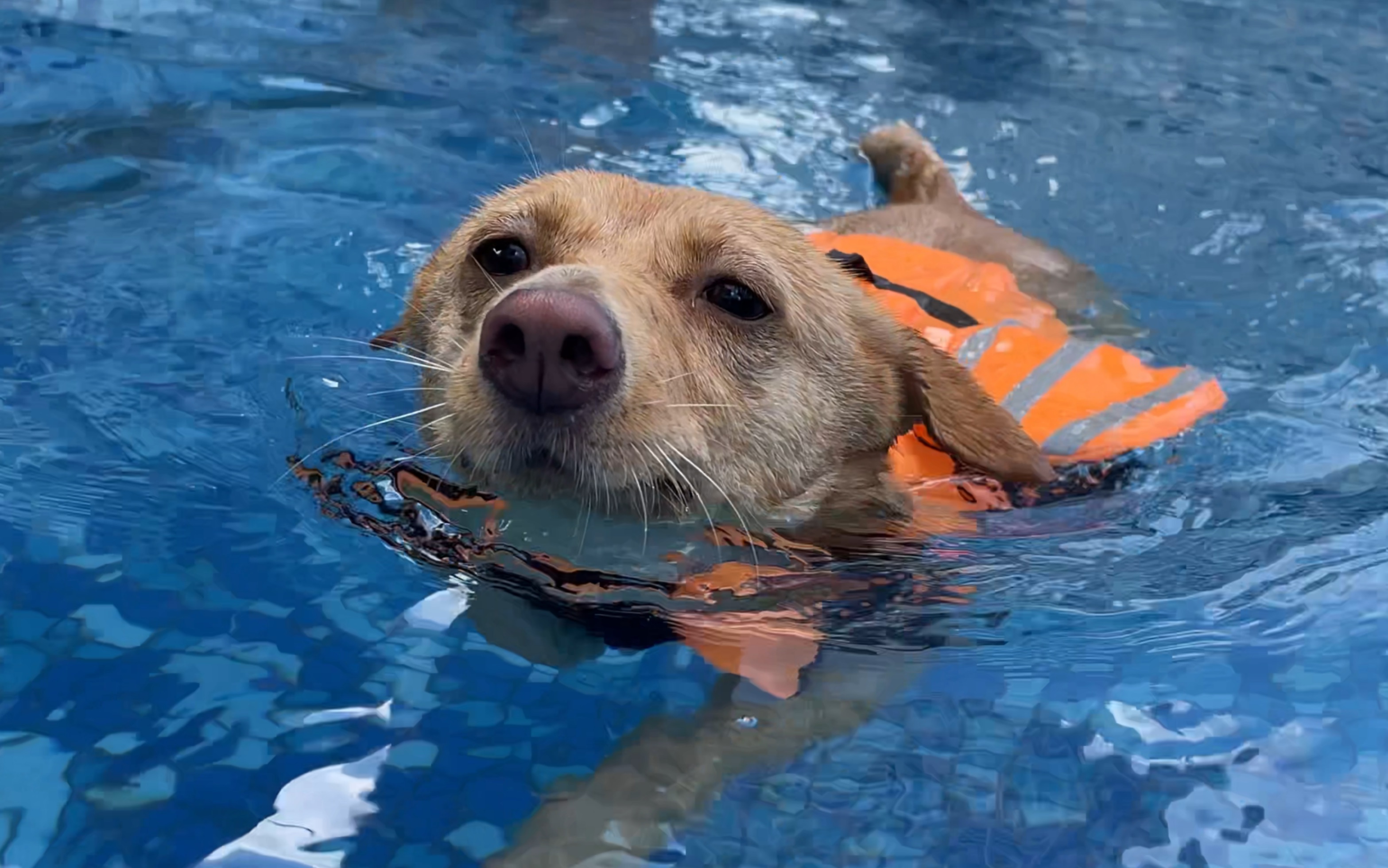 车座子游泳不仅会拐弯,累了还能靠边休息,进步超快