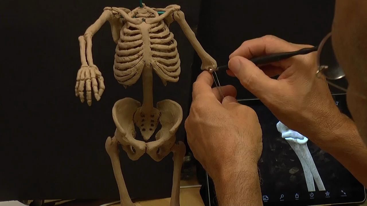 【搬运】人体解剖雕塑 human anatomy sculpture (skeleton)