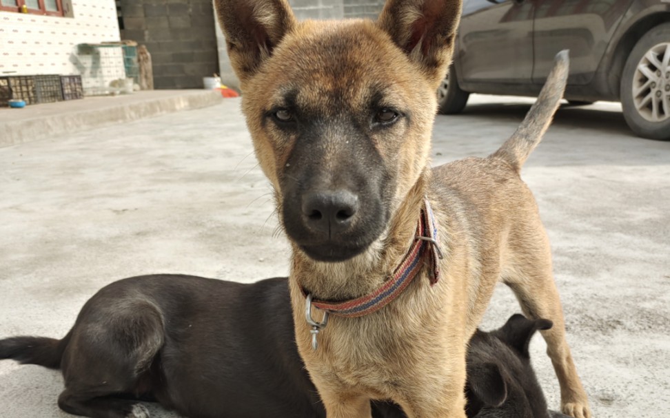 中华田园犬 小奶狗