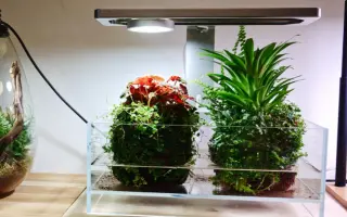 苔玉 搜索结果 哔哩哔哩 Bilibili
