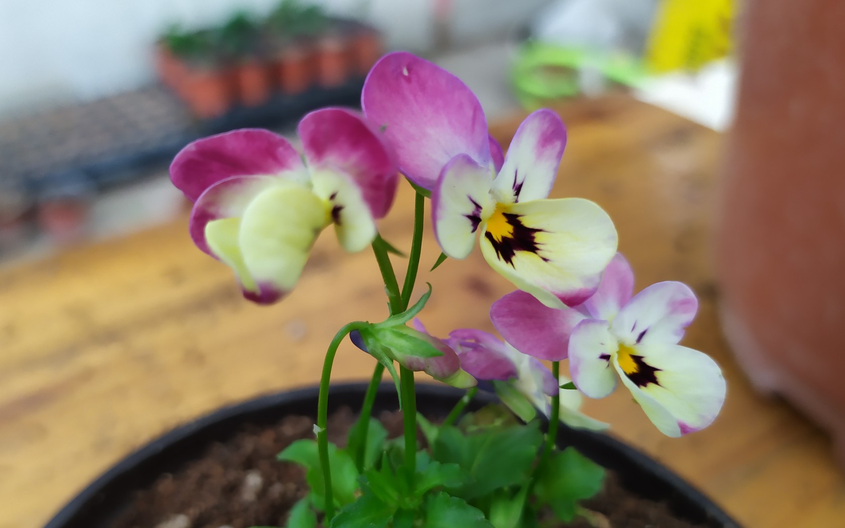 今日花事之小兔子角堇