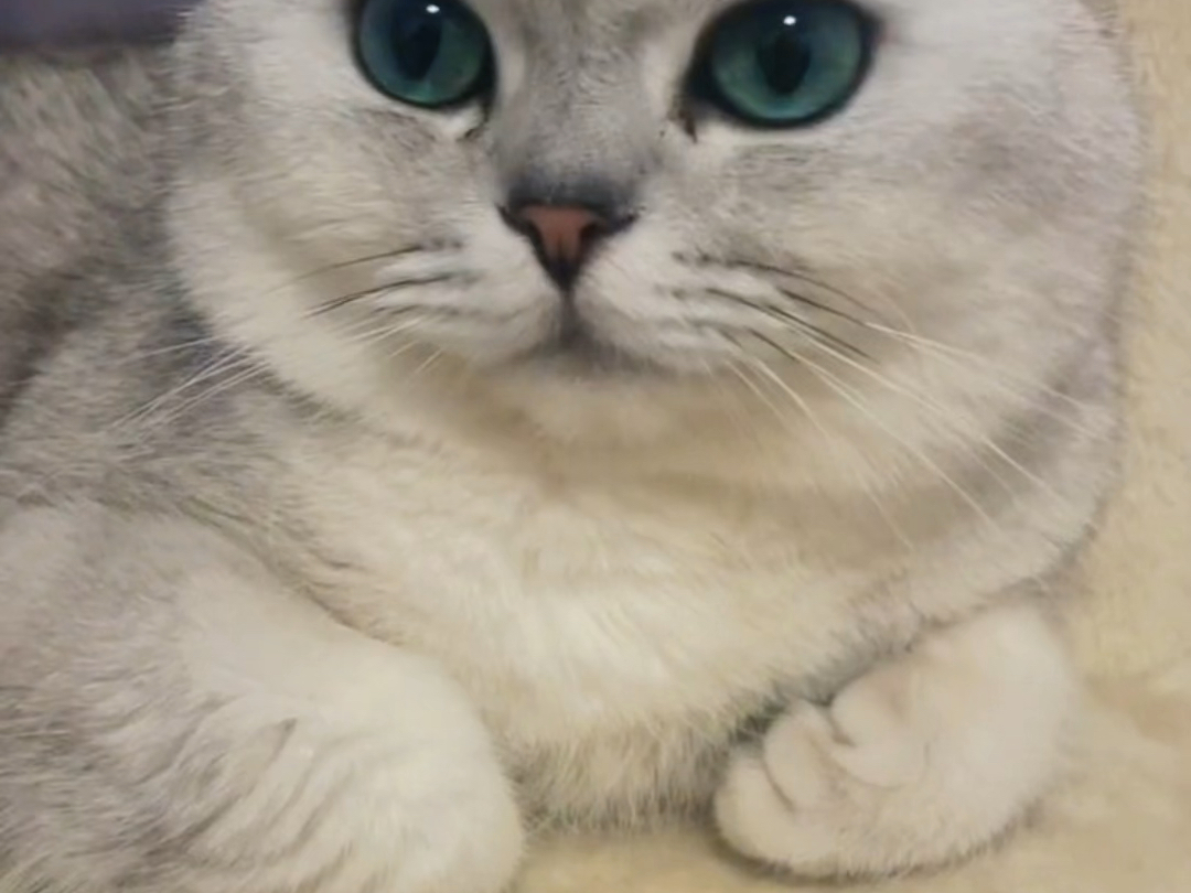 猫咪躺姿超可爱~ | 萌猫日常