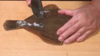 日本料理 鲽鱼刺身制作全过程 哔哩哔哩 Bilibili