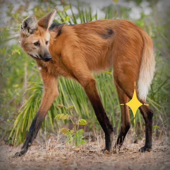 鬃狼(chrysocyon brachyurus),长得跟狐狸挺像,四只腿又细又长.