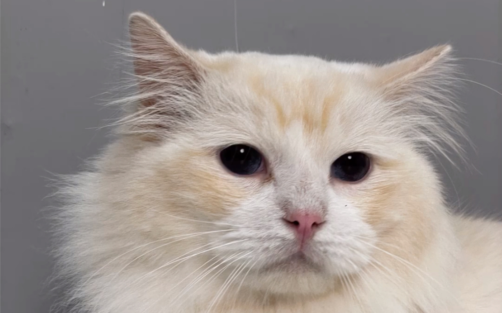 93猫咪找家——年糕