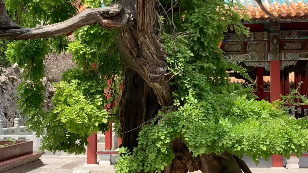 故宫御花园的树