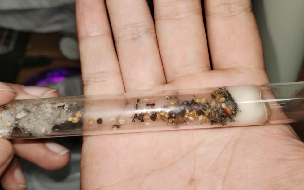 蚂蚁无颚齿收获蚁开箱感觉跟针毛一模一样