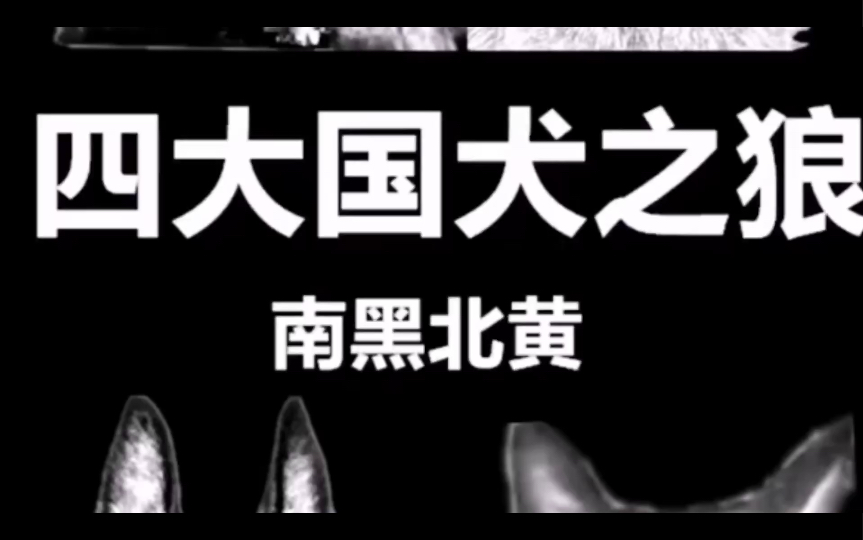 ＂国产四大狼犬介绍:谁是你心中的狼犬之王?＂哔哩哔哩bilibili