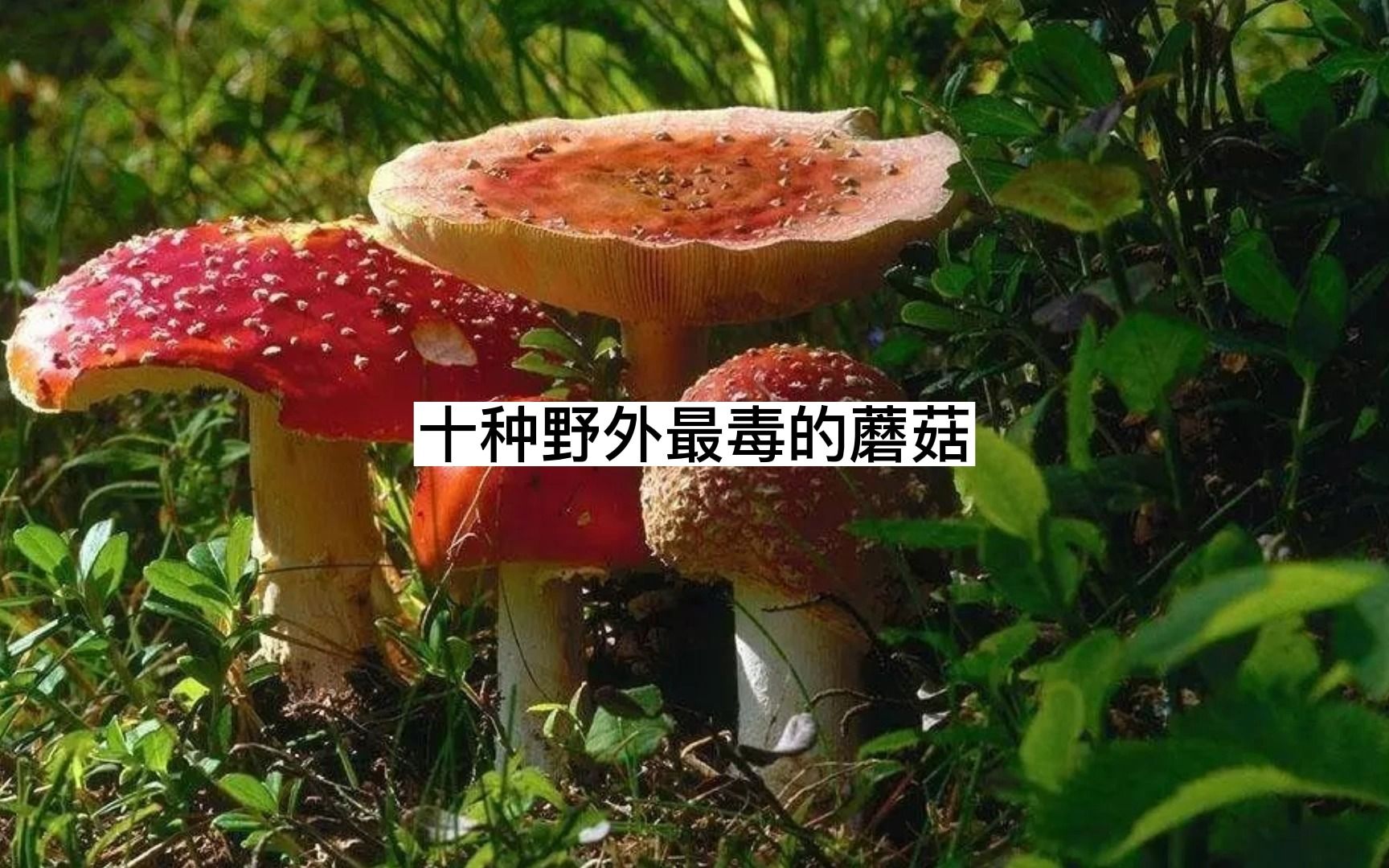 十大剧毒蘑菇,遇到一定要注意分辨哔哩哔哩bilibili