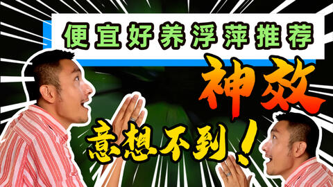 便宜好看容易饲养水草推荐 浮萍水草常见种类介绍以及7大功效 低成本养鱼必备 热带鱼水草 灯科鱼 斗鱼 孔雀鱼 金鱼水草搭配 无需二氧化碳水草 推荐 哔哩哔哩