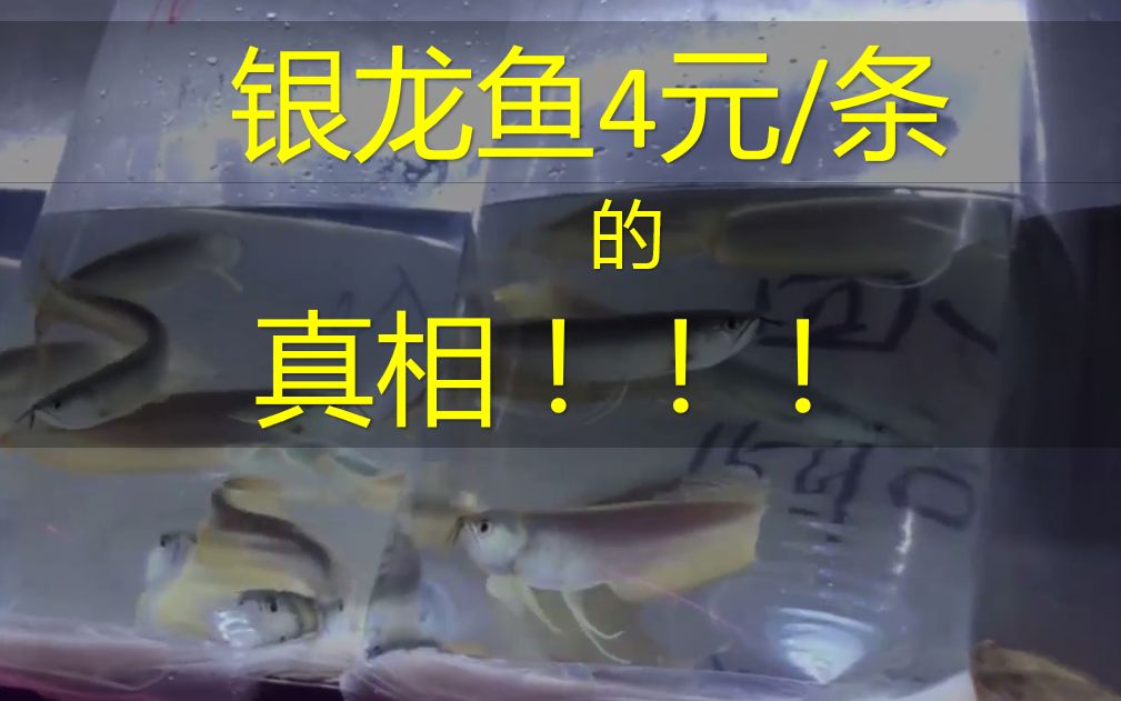 4元一条银龙鱼真相来了,还有500多元的红龙鱼,水族市场秘密不小哔哩哔哩bilibili