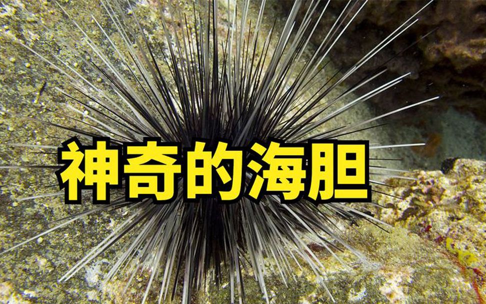 海胆是一种十分神奇的生物哔哩哔哩bilibili