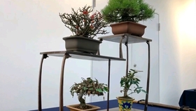 春季小品盆栽换盆配土修根技巧 哔哩哔哩 つロ干杯 Bilibili