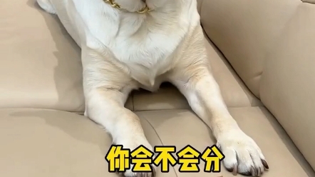 宠物寄养哔哩哔哩bilibili