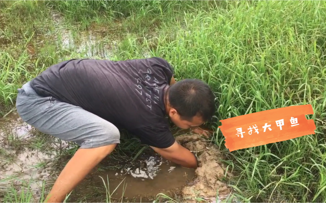 小伙子教大家找甲鱼,如何识别甲鱼窝,学会了经常有甲鱼吃哔哩哔哩bilibili