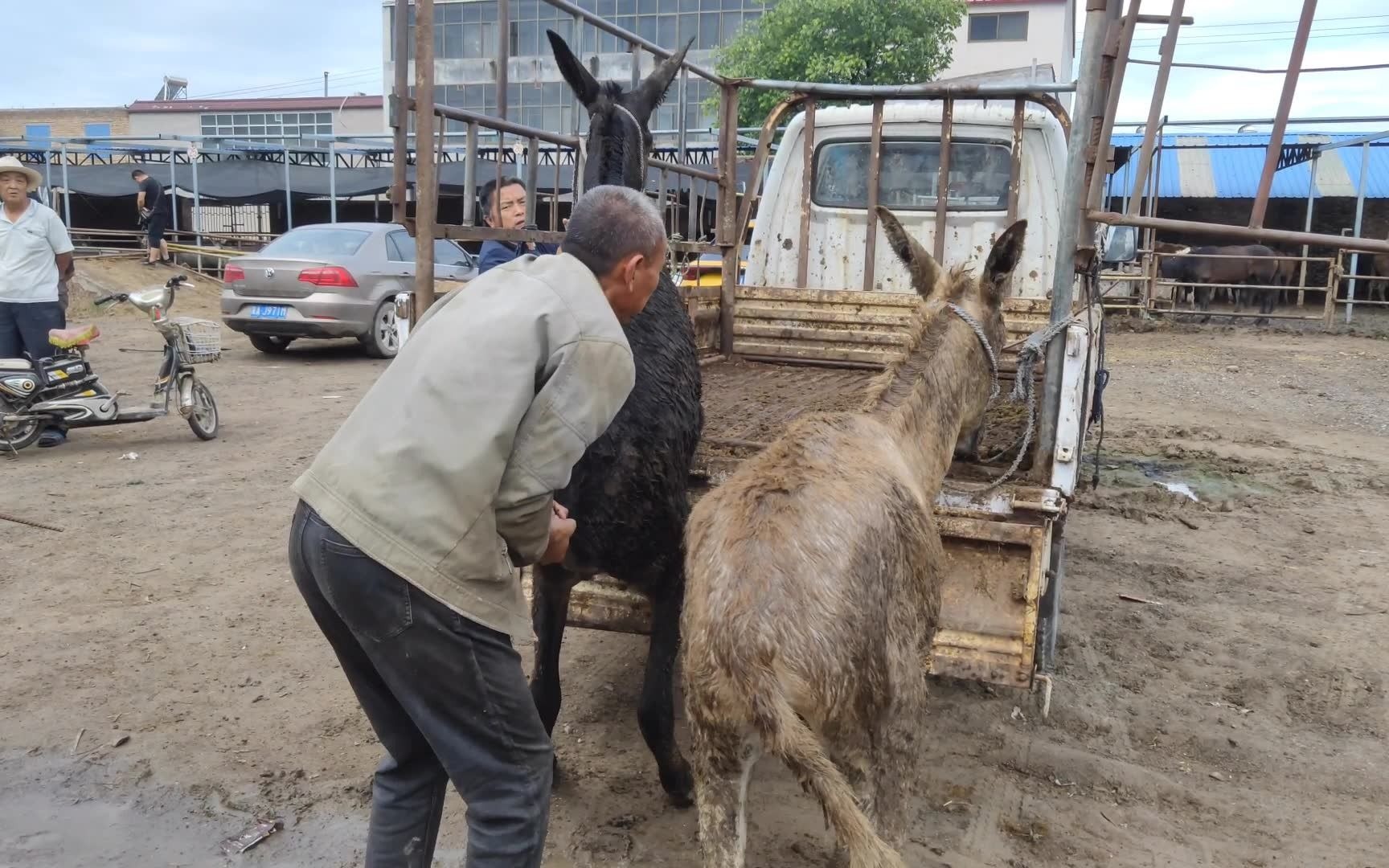 真是少見!毛驢跳上車真搞笑,三個人前拉後打上車難