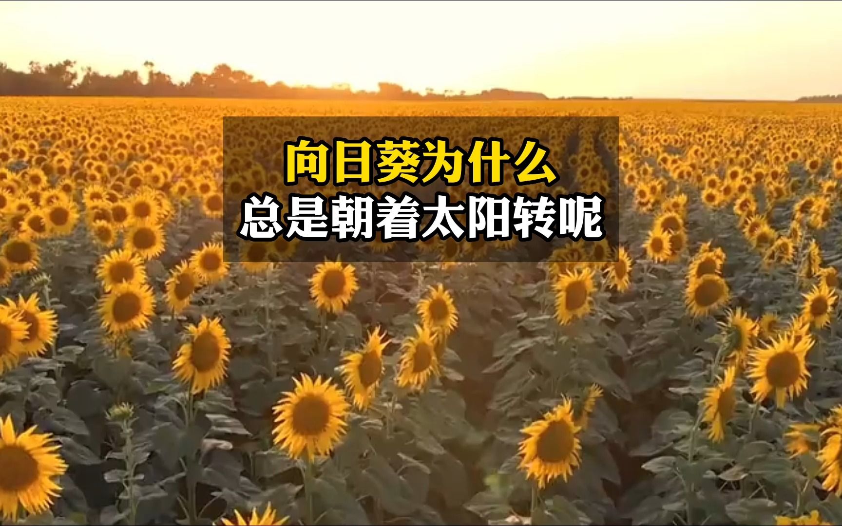 [图]向日葵有一种奇怪的特性，总是朝着太阳转，这是为什么呢？