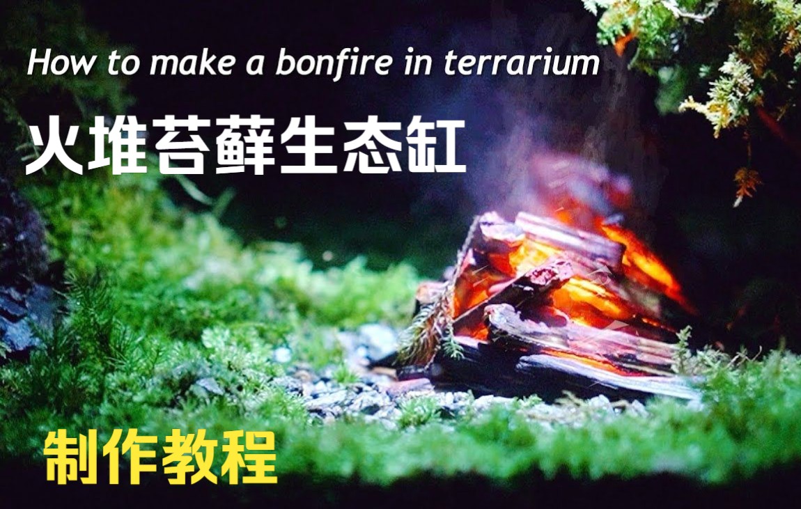 [图]【苔藓生态缸】如何在苔藓生态缸中制作冒烟篝火~~How to make a bonfire in terrarium