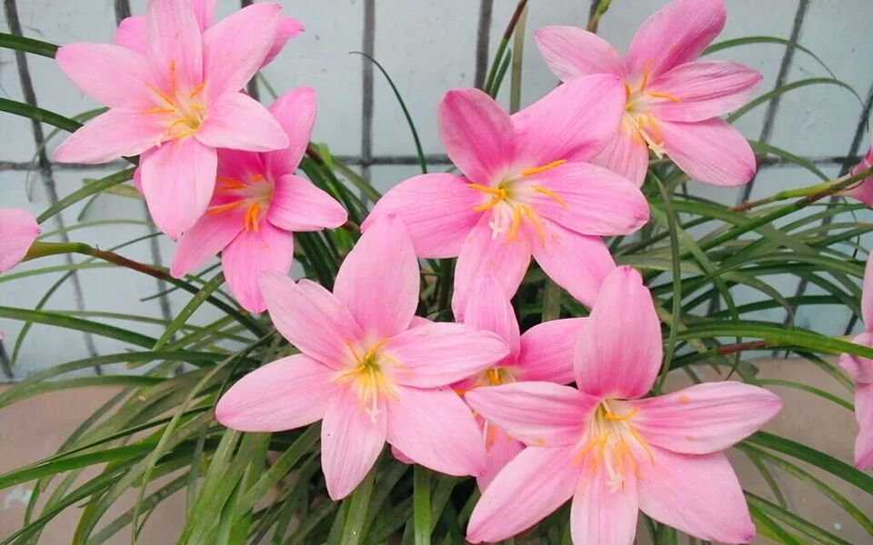 [图]风雨兰为什么不开花，三种方法教给你