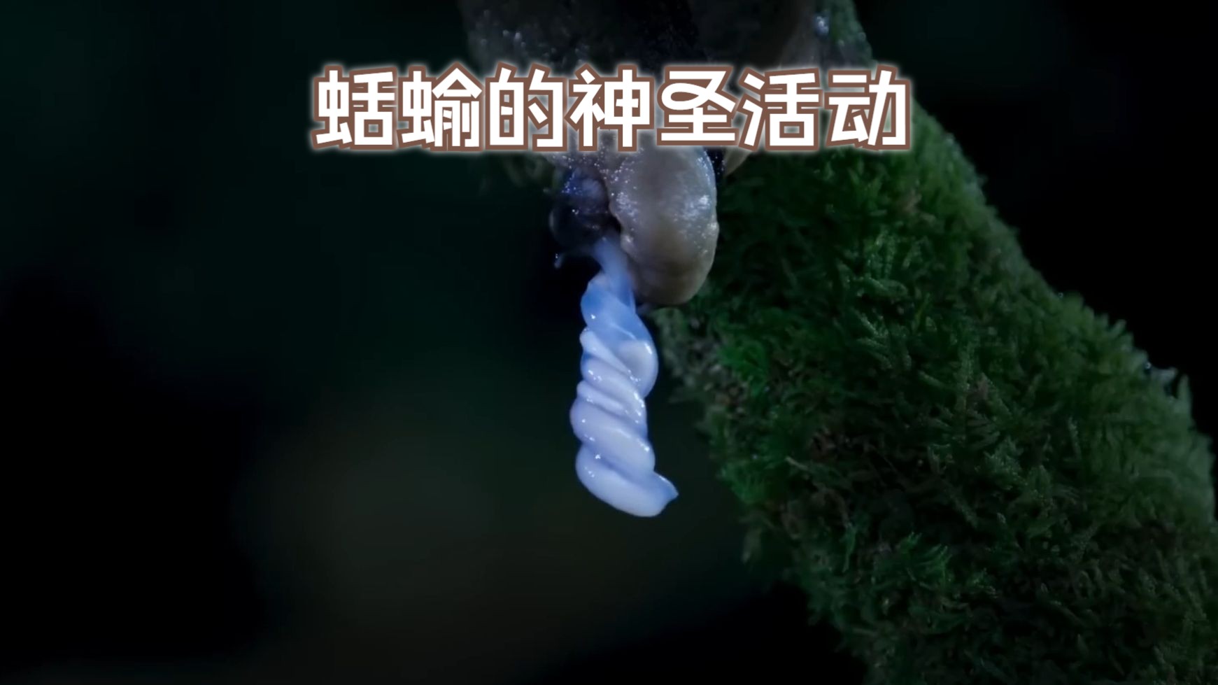 蛞蝓的神圣活动