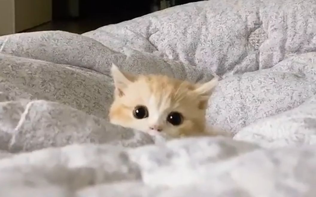 "猫猫探头也太可爱了啊啊啊啊!