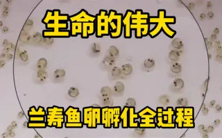 鱼卵孵化 哔哩哔哩 Bilibili