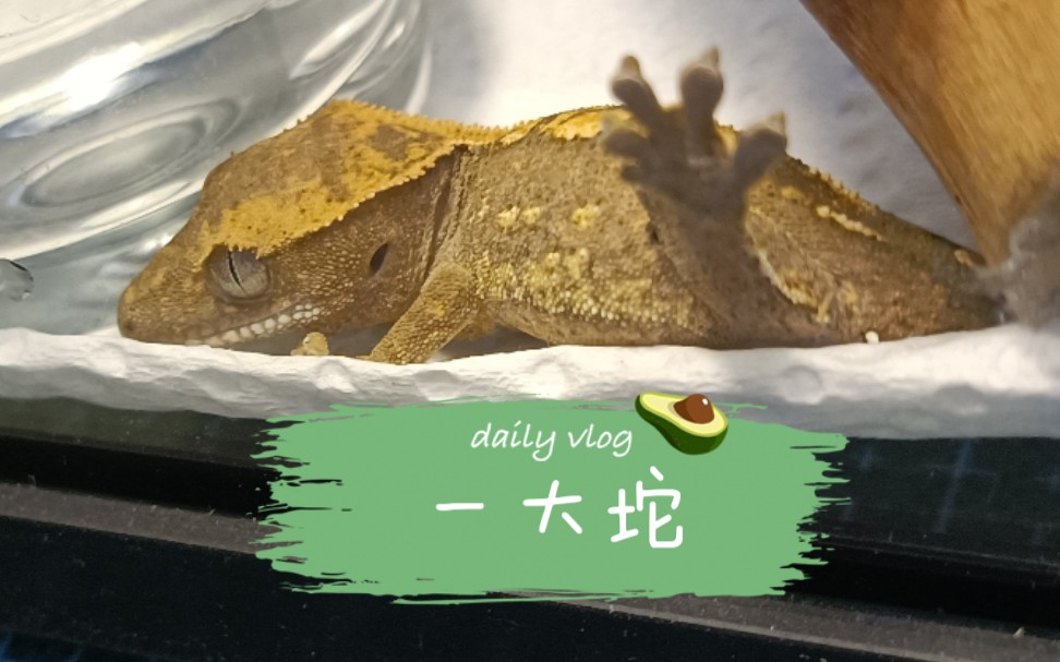 睫角守宫又拍到了十四拉粑粑04ツ04