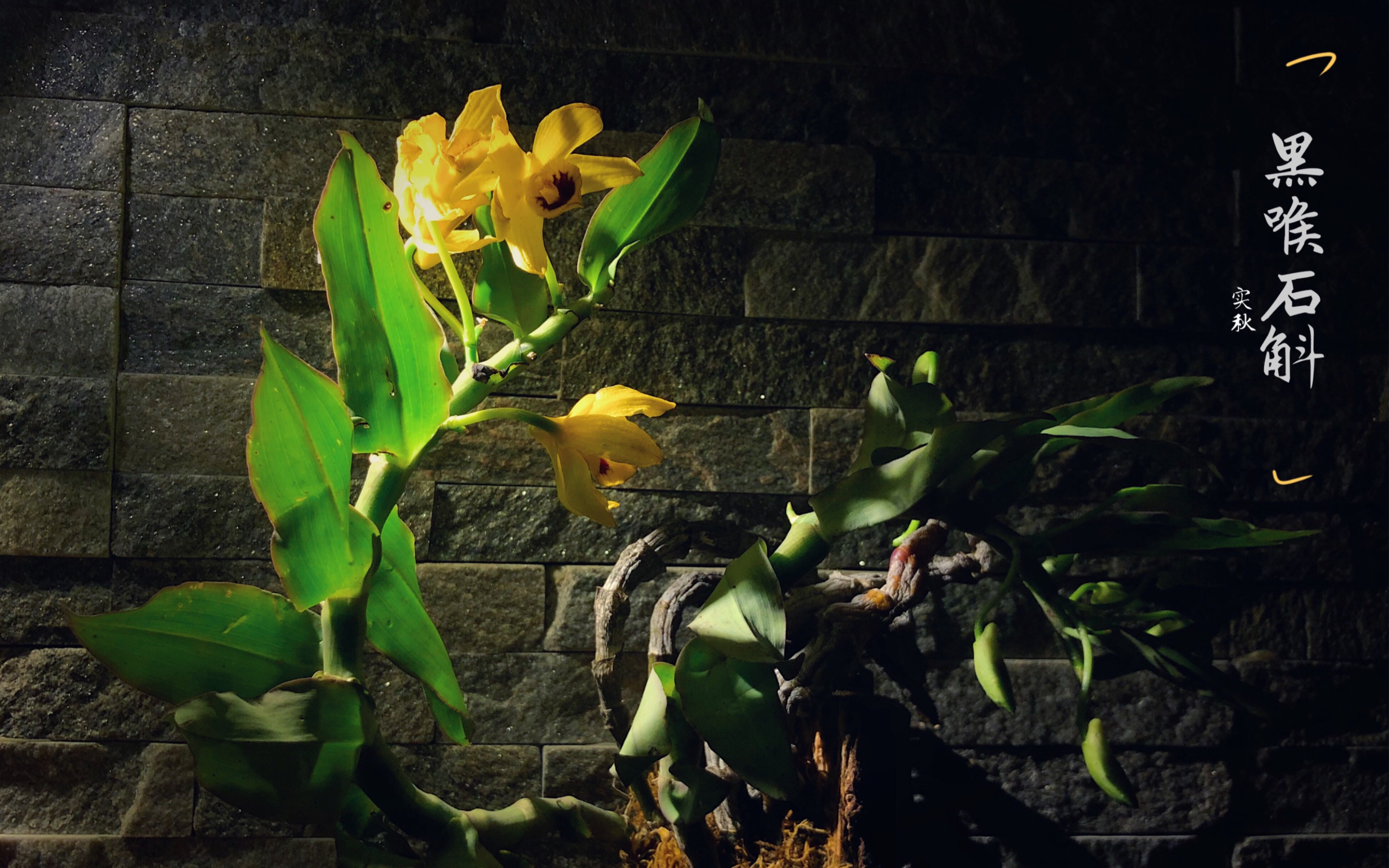 生如夏花—【黑喉石斛】