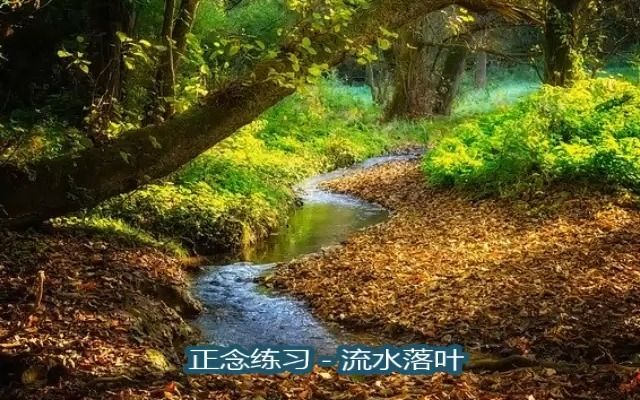 【中文音频】正念练习#4 – 流水落叶 Leaves on a Stream