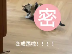 Download Video: 大美女三花猫怎么成帅T啦！！