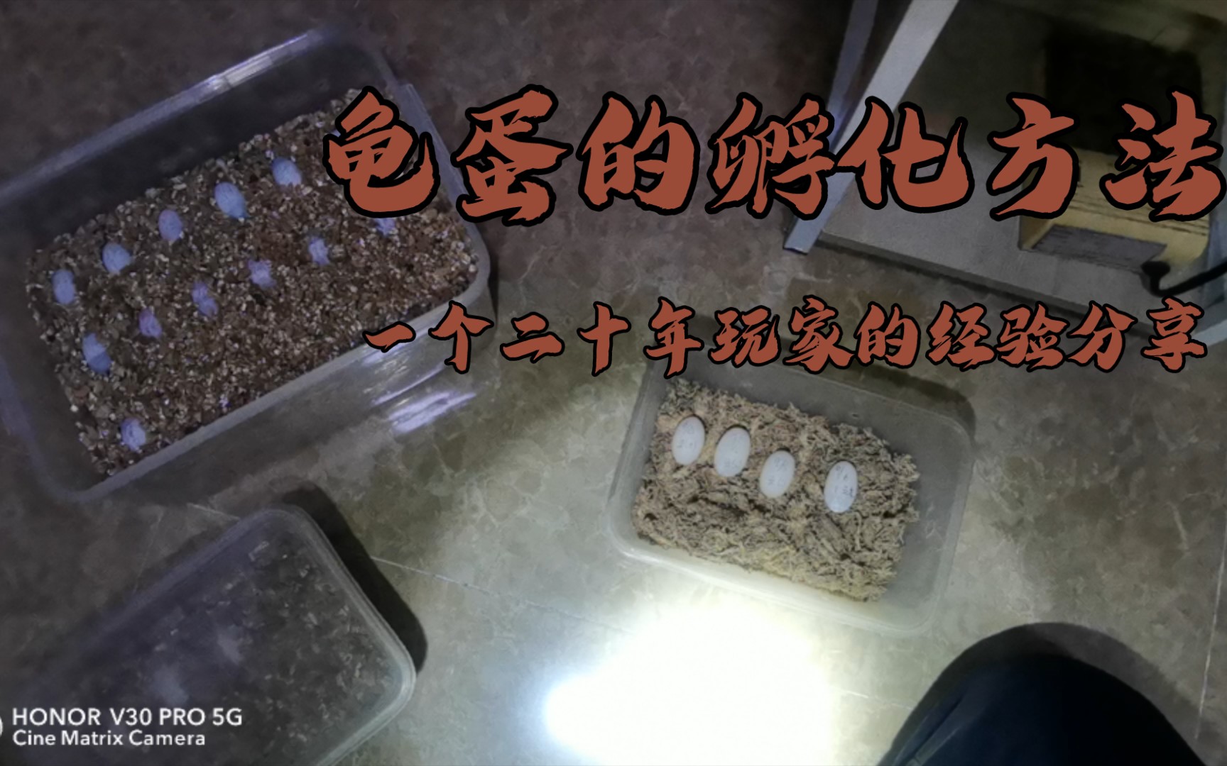 分享龟蛋的孵化蛭石调配方法