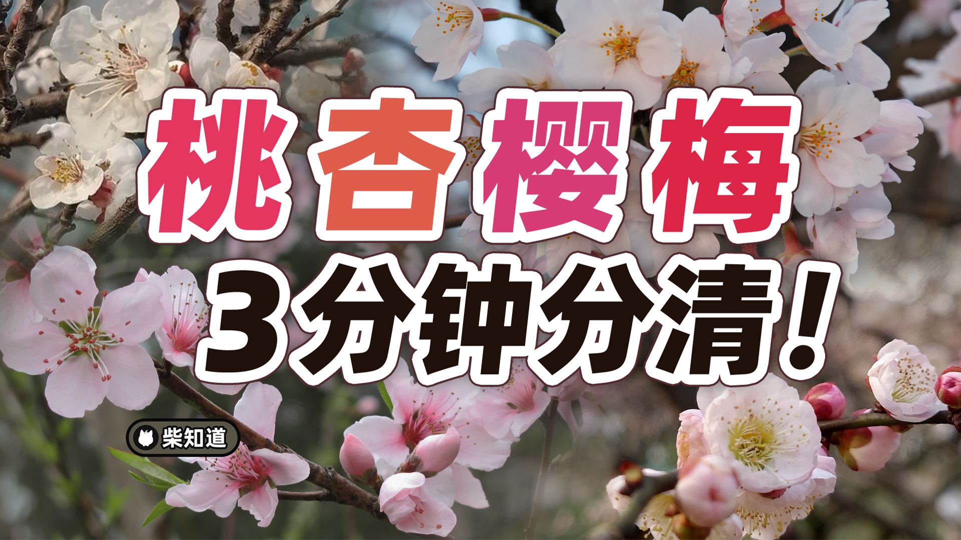 桃花、杏花、梅花、樱花𐟌𘥈†清蔷薇科的花:从入门到放弃!【柴知道Lite】哔哩哔哩bilibili