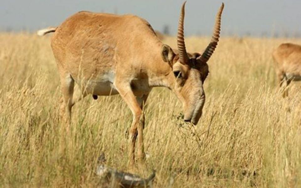 这种动物丑到没朋友,因为头上的两只角,差点被人类灭绝