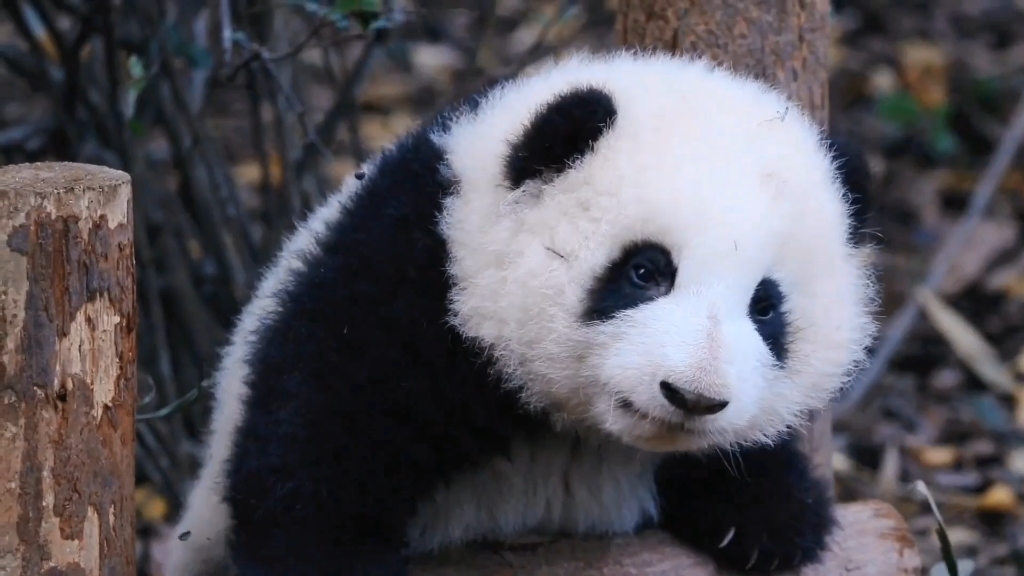 花花的颜值太扛打了《熊猫和花》