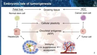 科研前沿 | 上海市免疫学研究所博士后详解“肝细胞癌肿瘤微环境的“癌-胚”重编程”