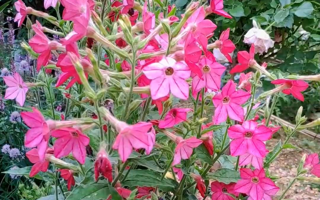 花烟草,也叫烟草花、烟仔花,皮实好养、夏季持续开花哔哩哔哩bilibili