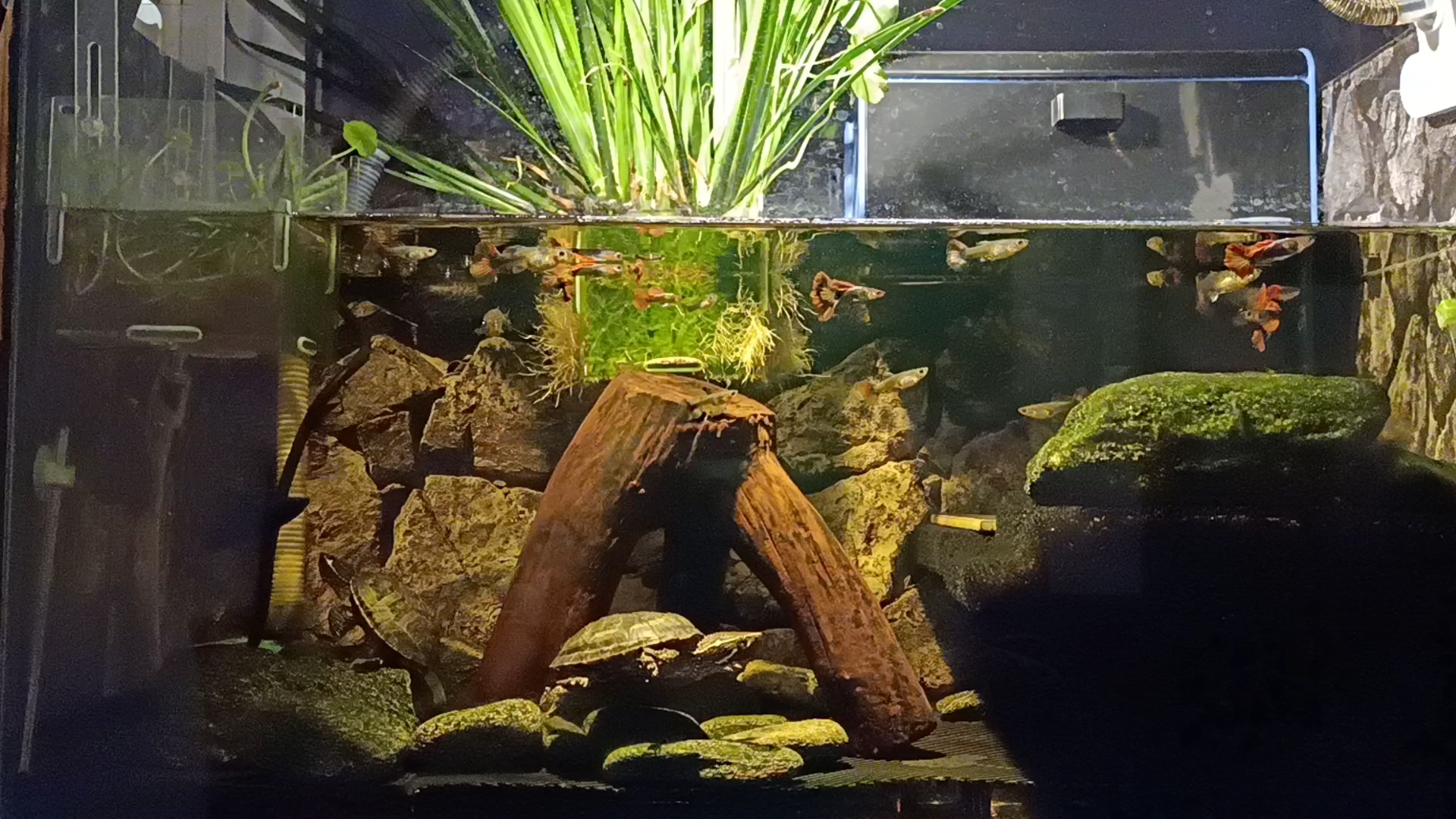 麝香龟抛开喧哗静静的看着人在缸前坐鱼龟水中游人观鱼龟游它看坐上人