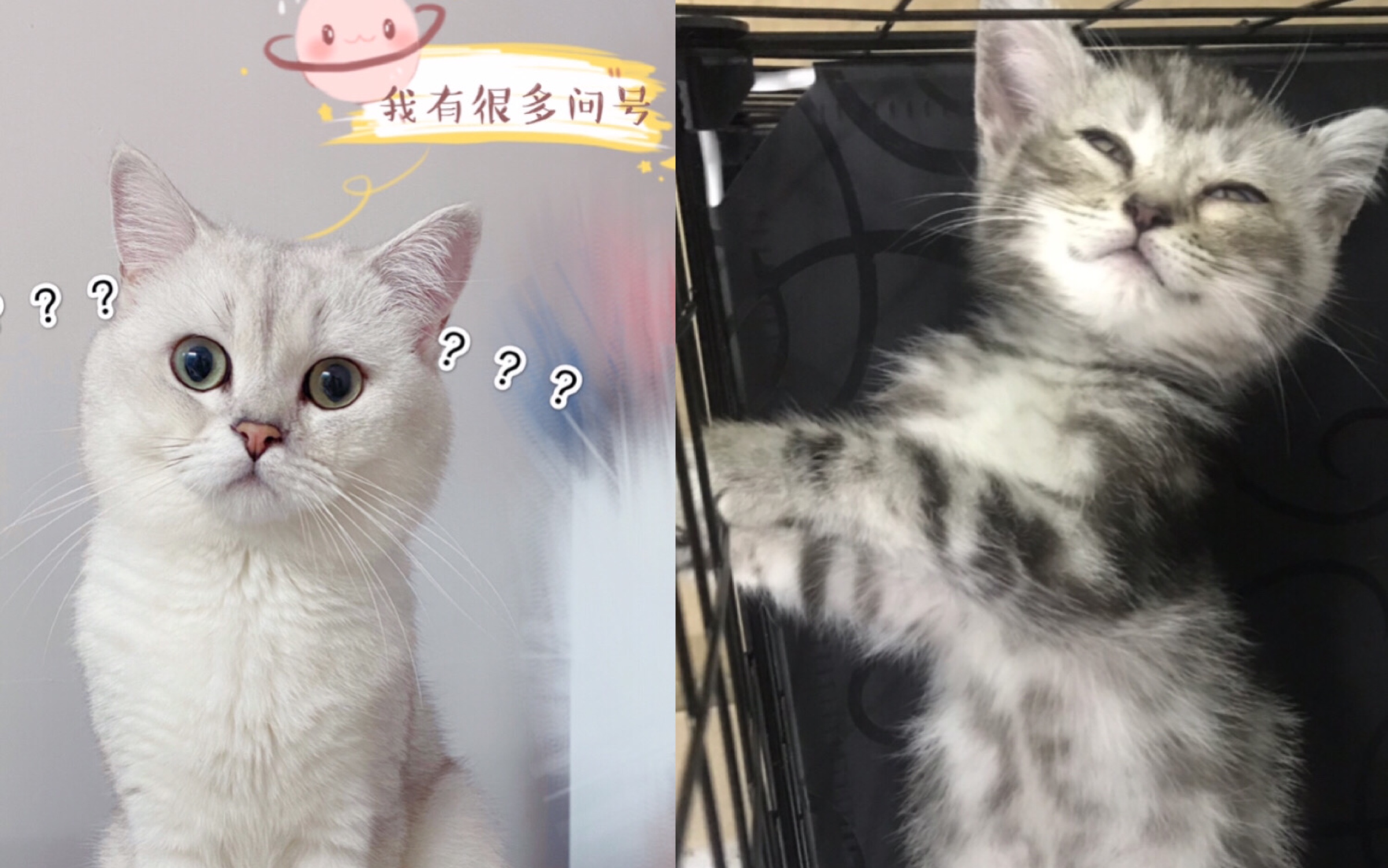 英短银渐层面对新来的美短弟弟的反应是这样的