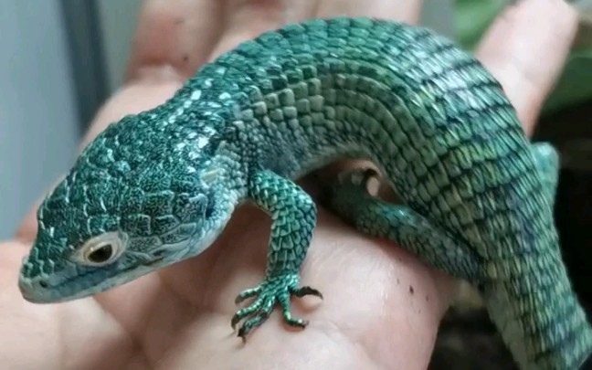 住在树上的鳄鱼 绿树鳄蜥