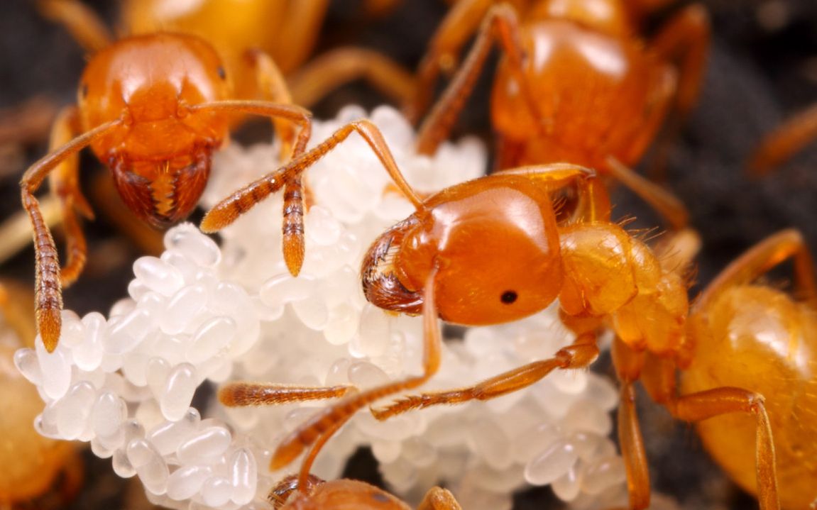 蚂蚁大战 遮盖毛蚁与宿主蚂蚁一同行军 斗蚁 lasius fuliginosus