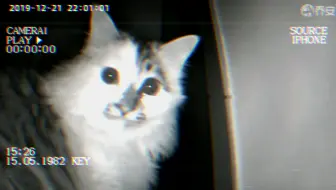 隔空气打猫，猫的演技简直如火纯青。_哔哩哔哩_bilibili