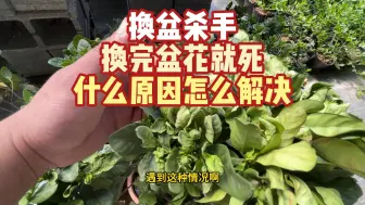 Tải video: 换盆花就死是什么原因怎么解决？