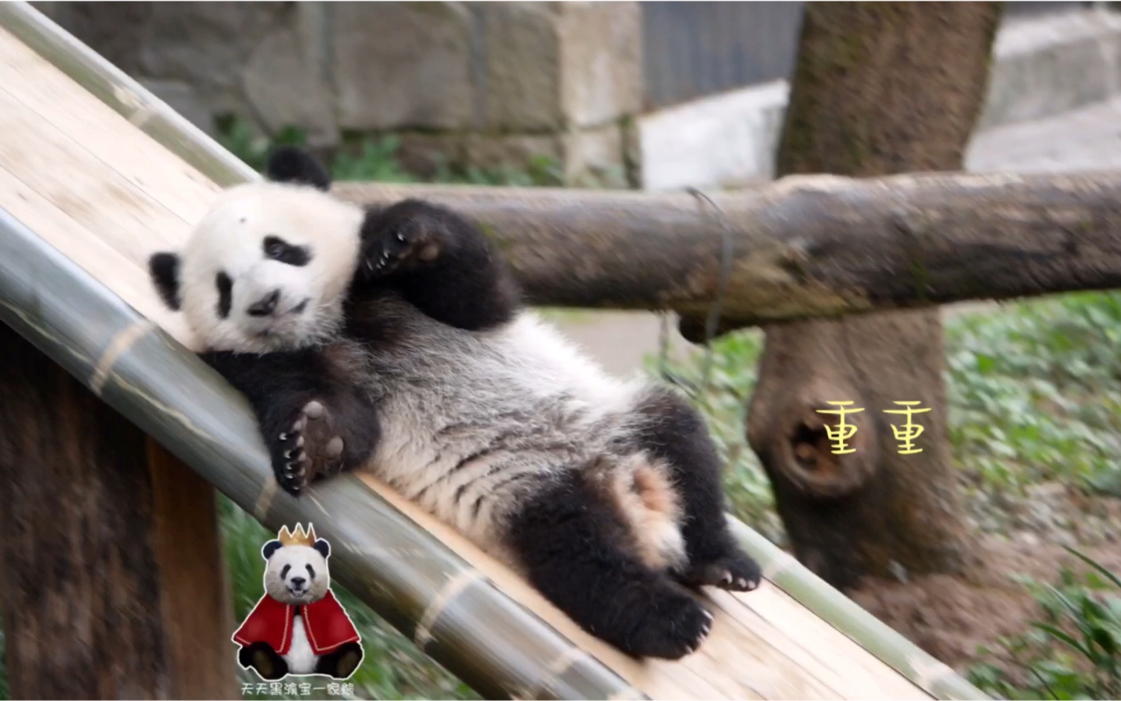 【大熊猫重重&喜喜】可可爱爱滑滑梯(*^ー^)