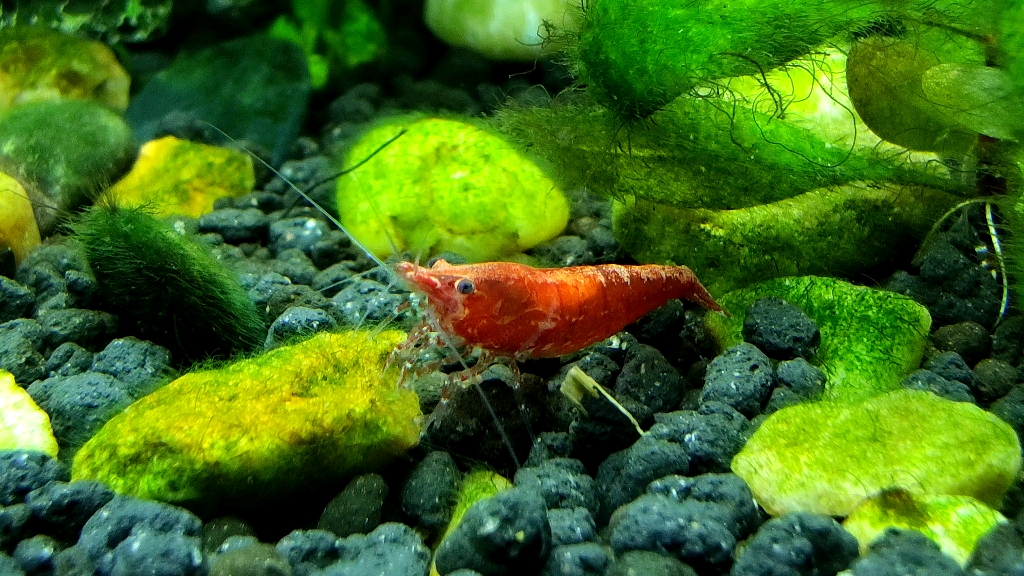 小米10pro微距拍摄 水草缸 樱花虾 藻