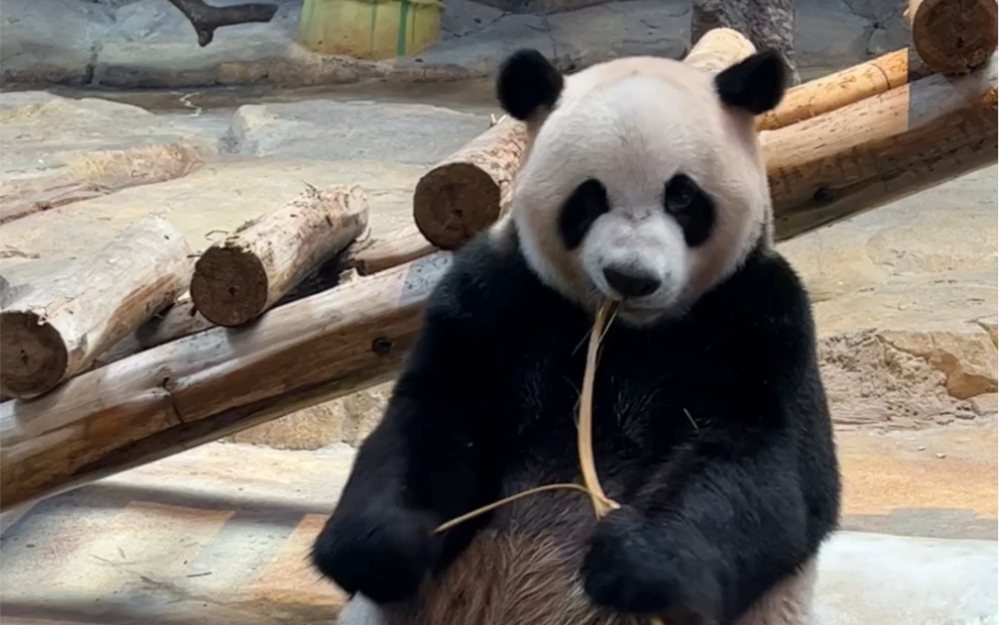 【大熊猫酷酷】天天都让我减肥,真是的