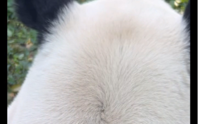 7的萌兰疯狂贴贴和一字马,关键的时刻卡住了,啊啊啊啊啊啊啊!