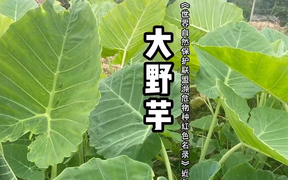 大野芋毒性图片