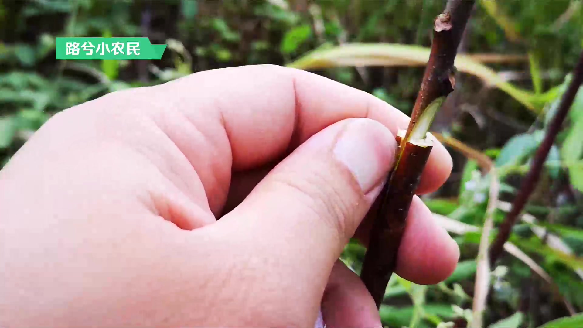 接穗和砧木粗度差不多时,首选这4种方法,操作不难成活率也不低