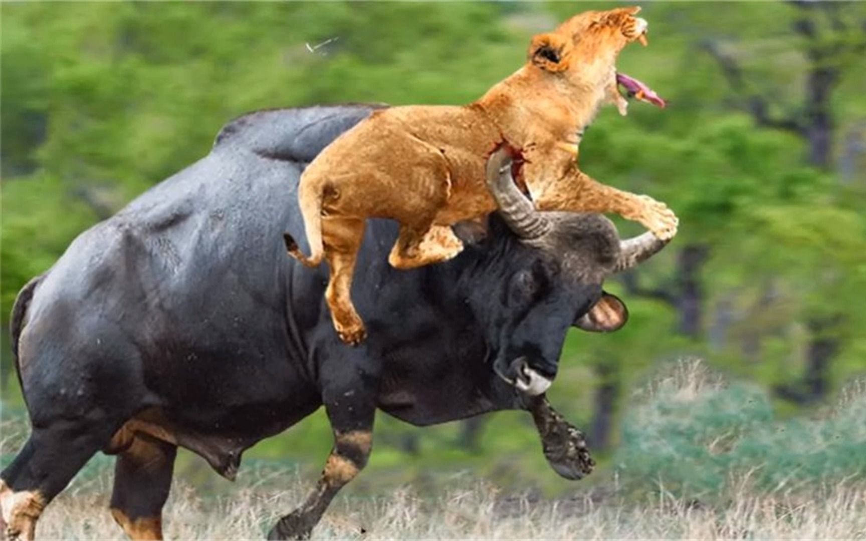 狮子用身体挡住水牛强大的攻击-告诉小狮子时丢了性命!