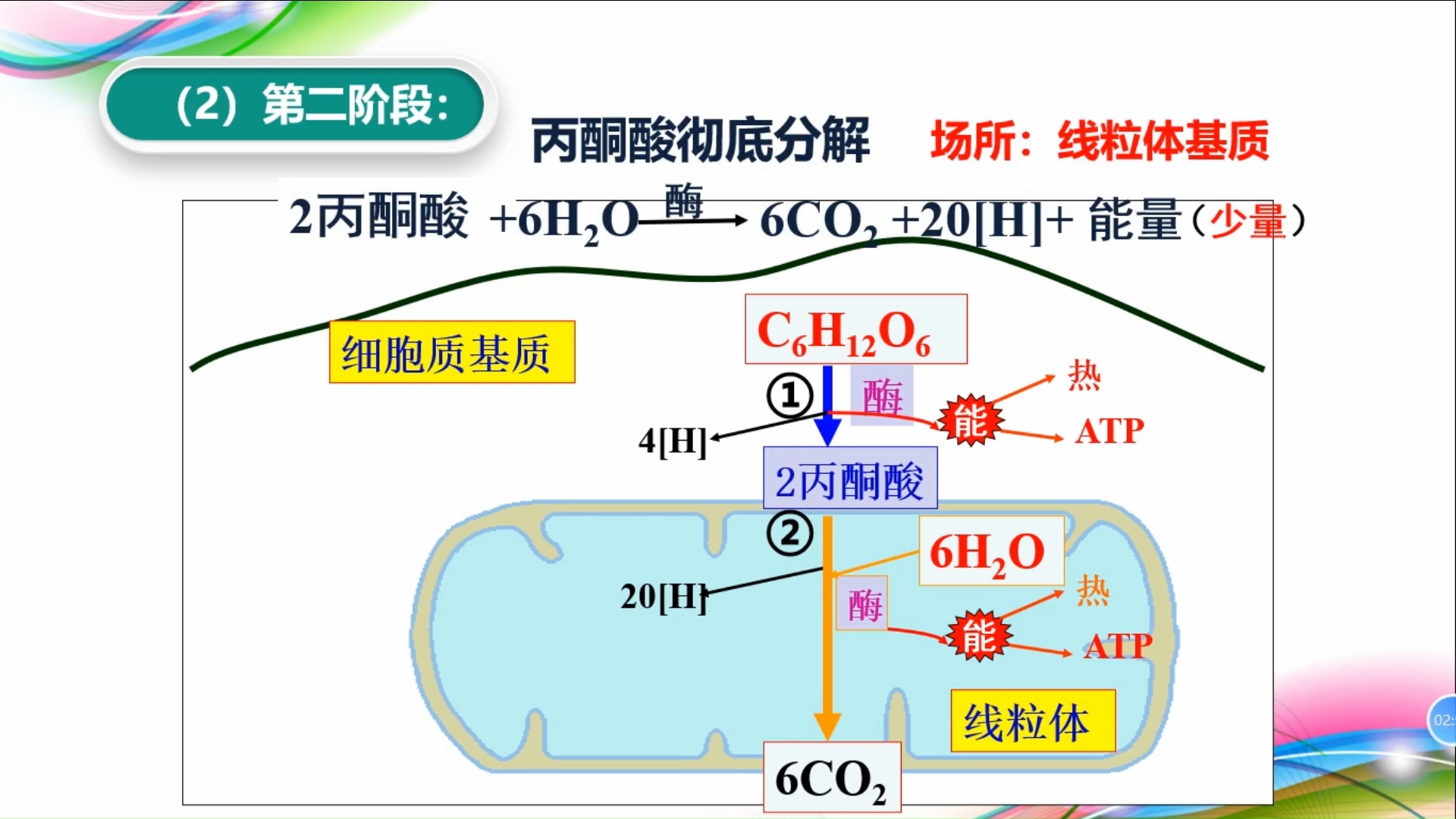 线粒体有氧呼吸图片